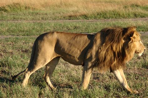 File:African Lion 3.jpg - Wikimedia Commons