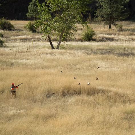 Flying B Ranch Wingshooting Lodge in Idaho | Orvis