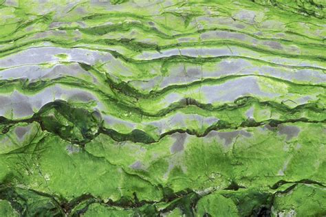 Green Algae (Chlorophyta)
