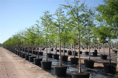 Taxodium distichum | Creekside Nursery
