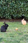 Image result for Two Bunnies Hugging