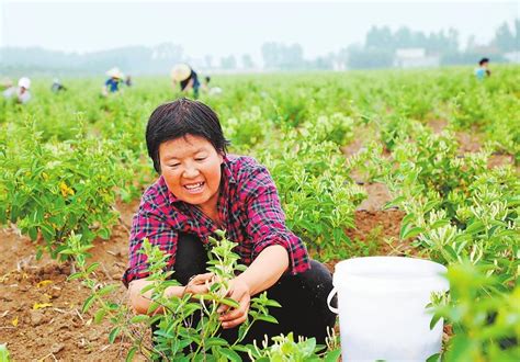 治平：药材丰收忙 村民增收乐_城口县人民政府