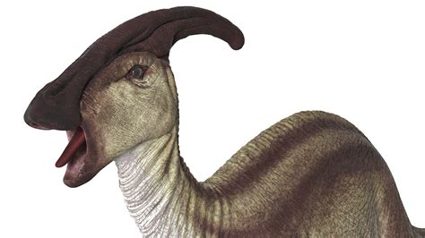 3D Parasaurolophus Dinosaur Rigged | 3D Molier International