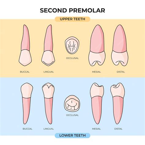 Premium Vector | Upper and lower Second Premolar teeth in various angles that can be used for ...