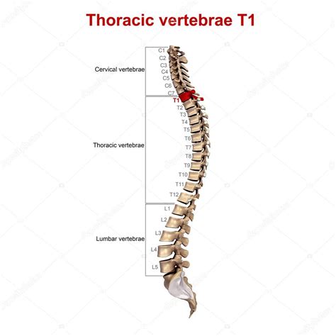 Vértebras torácicas 3d 2022