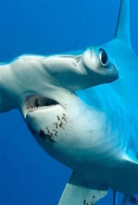 Smooth hammerhead shark wide distribution shallow waters – Artofit