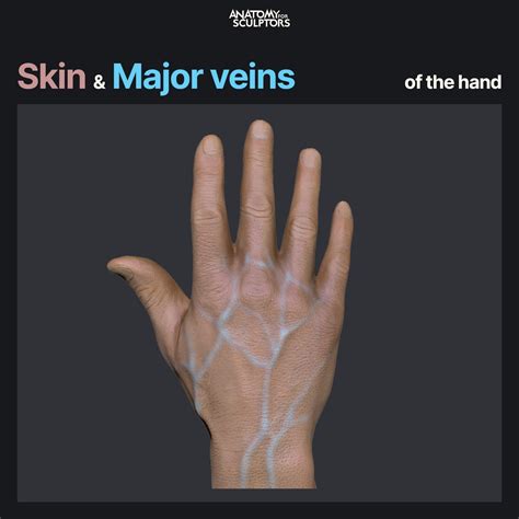 ArtStation - Tendons and Major veins of the hand | Кисти для рисования ...