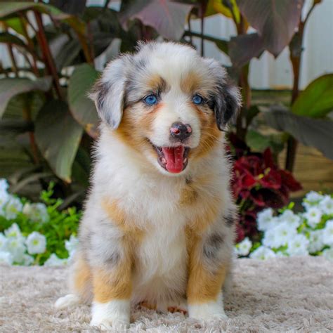 Red Merle Mini Australian Shepherd Puppies