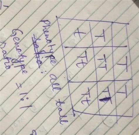 Draw a Punnett square of a cross between a homozygous dominant ...