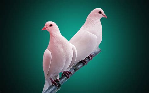 Download Aesthetic All White Pigeon Birds Wallpaper | Wallpapers.com