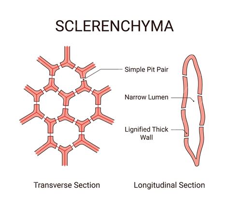Structure of sclerenchyma cell diagram | Premium Vector