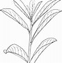 Image result for Laurel Leaf Drawing