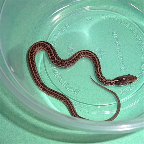 Florida Blue Garter Snake cb babies