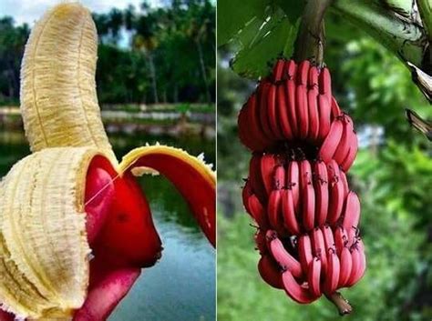 Chakla Special Hybrid Long Size Seed Less Sweet Red Banana Plant, Hight ...