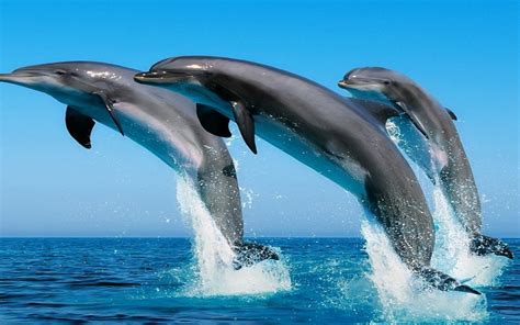 Dolphin Intelligence 的图像结果