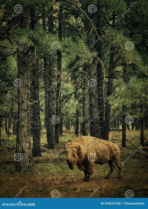 Wild American Buffalo in a Pine Forest Background Stock Photo - Image ...