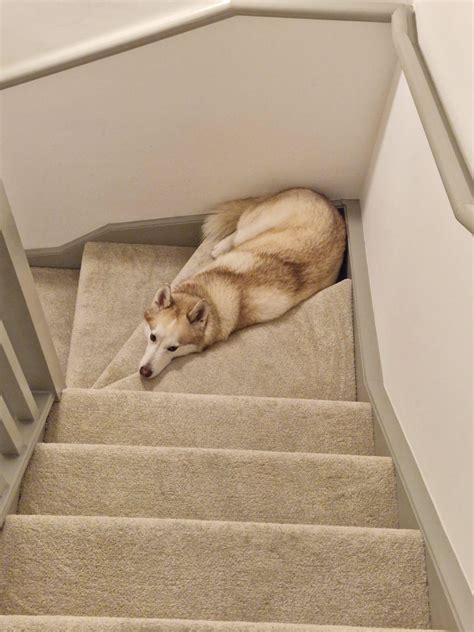 When one human’s upstairs and the other’s downstairs.. : r/Eyebleach