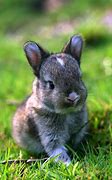 Image result for Newborn Rabbit Baby Bunnies