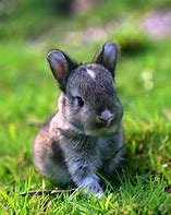Image result for Cute Baby Teacup Bunnies