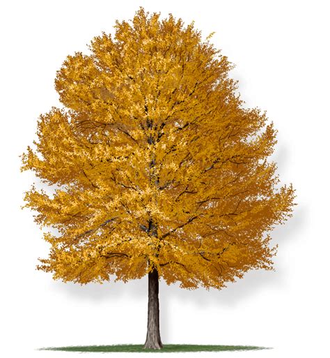 Willow Oak : Tree Montgomery