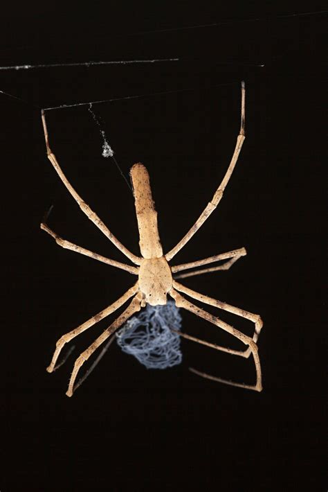 Ogre-Faced Spider Facts | Insects in Education