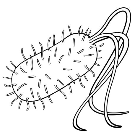 Draw Bacteria Cell Prokaryotic Prokaryotes Biology Drawing Easy ...