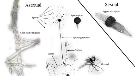 Rhizopus Labeled