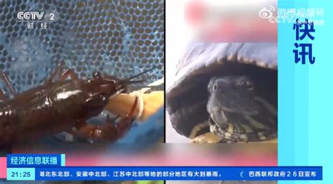 日本立法禁止出售或放生小龙虾和密西西比红耳龟_哔哩哔哩_bilibili