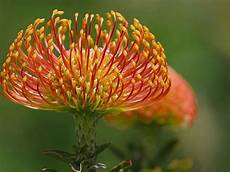 fiore flowers flowers for flower pincushion protea flowers fiore flowers flowers for flower pincushion protea flowers