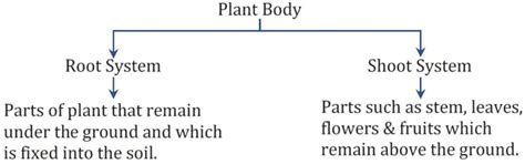 Getting to Know Plants: An Introduction to Plant Biology