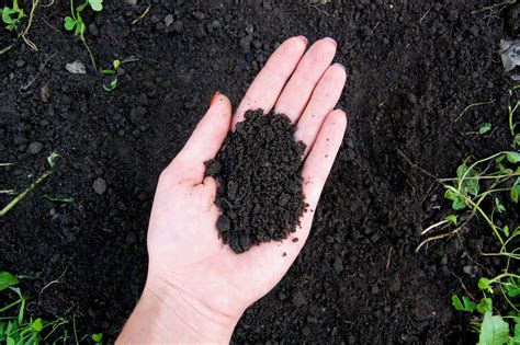 What Is Loam Soil?