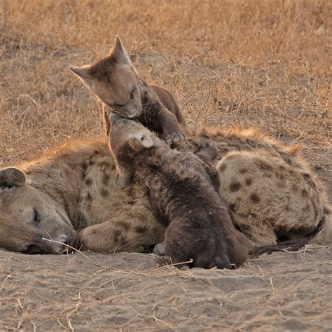 Spotted Hyena Cubs No Denying That Hyena Cubs Are Cute! | DeWetsWild