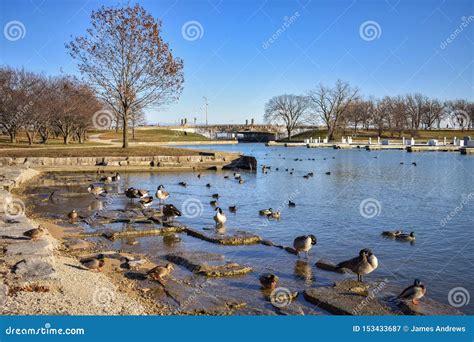 Diversey Harbor in Chicago during the Winter with Geese and Ducks ...