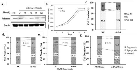 Pokemon Silencing Leads to Bim-Mediated Anoikis of Human Hepatoma Cell ...