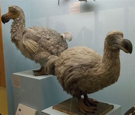 Dodo bird Facts, Habitat, Pictures and Diet