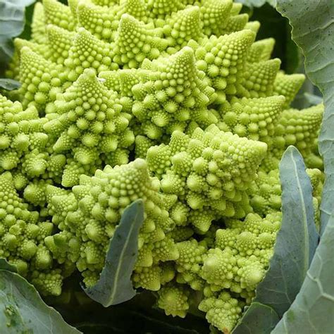 Buy Broccoli Romanesco - Vegetable Seeds online from Nurserylive at ...