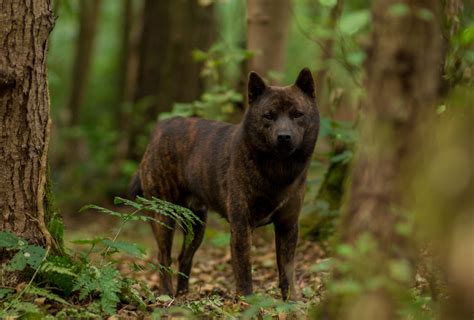 Kai ken dog breed information – Artofit