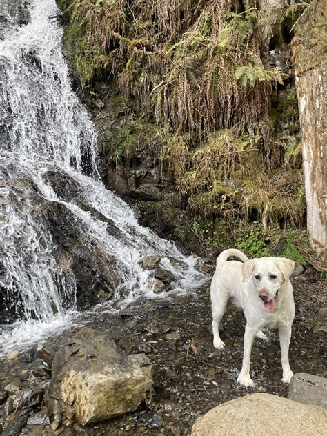 I always have the best time with this guy. : r/labrador