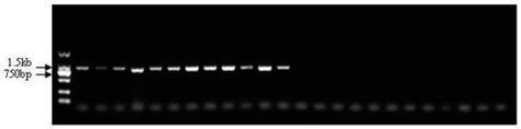 Development and Validation of Sex-Specific Markers in Pelodiscus ...