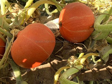 Golden Harvest F1 Cucurbita Maxima Squash