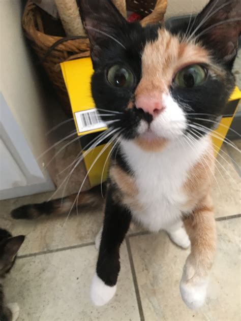 PAWS OF OROVILLE CLINIC - Oroville CA - Hours, Directions, Reviews ...