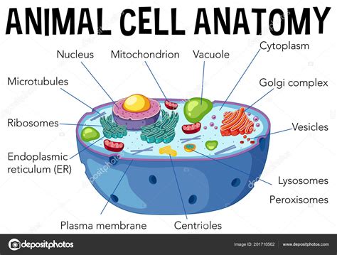 Vesicles In A Animal Cell