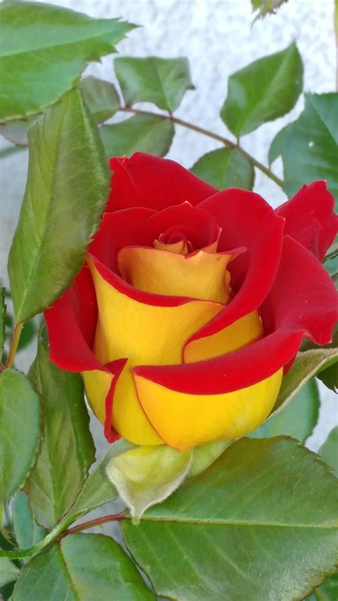Ketchup And Mustard Rose Bush