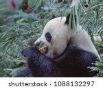 Image result for SJF Scheduling Algorithm Example