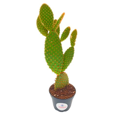 Buy Bunny-ears prickly-pear Copper Red, Opuntia microdasys, large Bunny ...