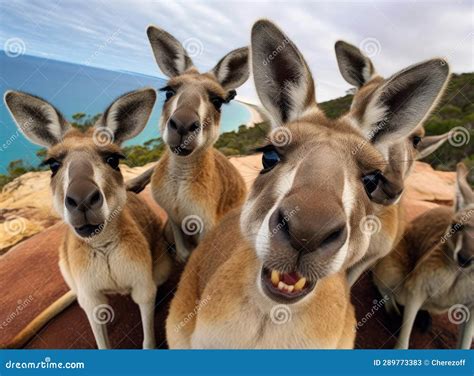 Kangaroo group stock image. Image of wildlife, natural - 289773383