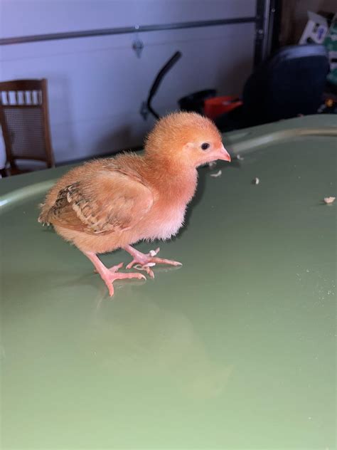 Help on aging and identifying breed? : r/chickens