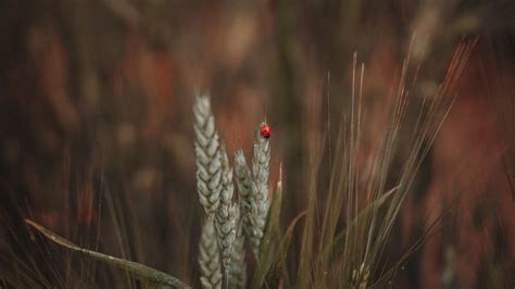 Download wallpaper 2560x1440 ladybug, insect, ears, grass widescreen 16 ...