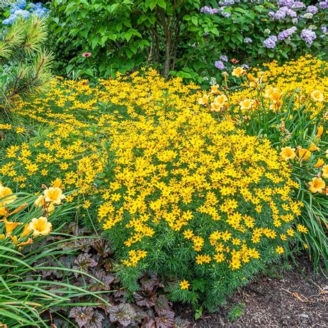 Coreopsis Tickseed
