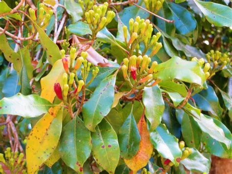 Syzygium aromaticum - Grambu, Karambu, Karayambu, Clove tree, Cloves ...